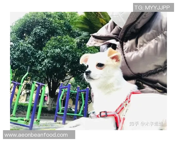 从草根到巨星足球球星吉娃娃热血拼搏与荣耀传奇之路